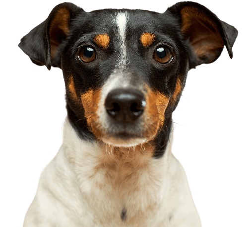 Freundlicher Hund als Illustration für die Canity App